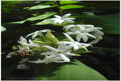 Jasminum auriculatum